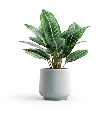 Home alt house plant