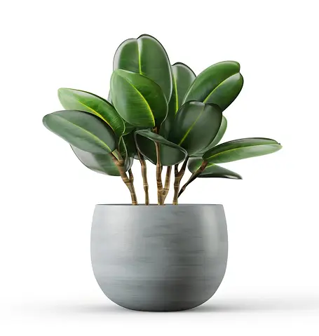 Home alt outdoor plant